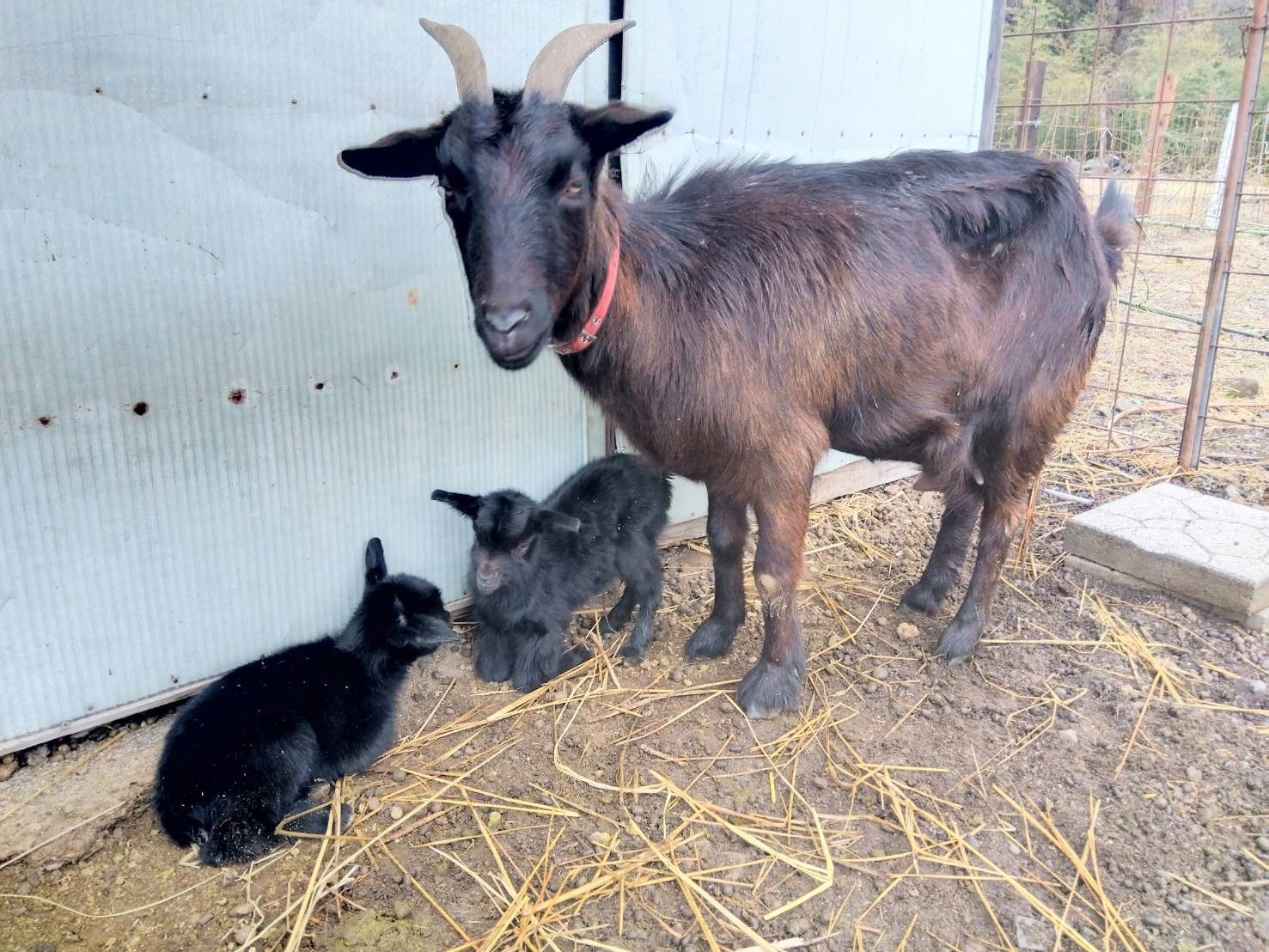 黒山羊赤ちゃん誕生♪